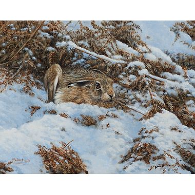 Lying Low - Hare by Alastair Proud