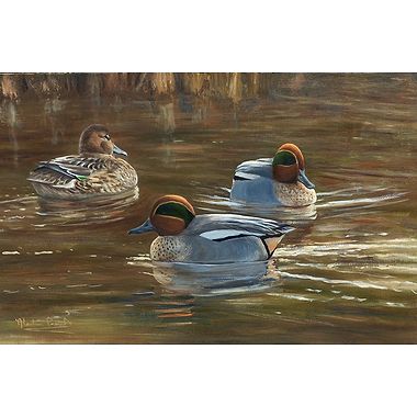 January Teal by Alastair Proud
