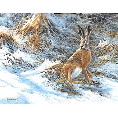 Late Snow - Hare by Alastair Proud