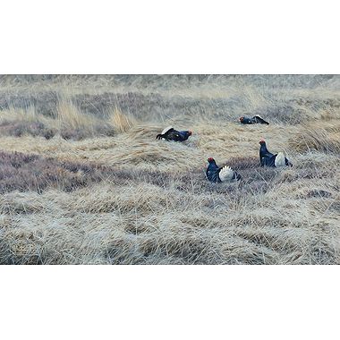 Duelling at Dawn, Black Grouse by Alastair Proud