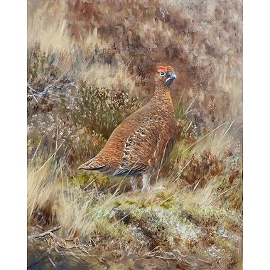 Red Grouse in April by Alastair Proud