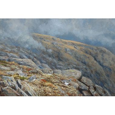 On the Rocky Tops, Ptarmigan by Alastair Proud