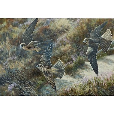 Chasing Between Light and Shade, Young Merlins by Alastair Proud