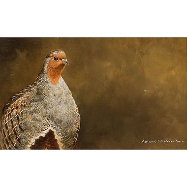 English Partridge by Richard Whittlestone