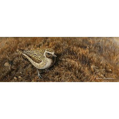 Golden Plover by Richard Whittlestone