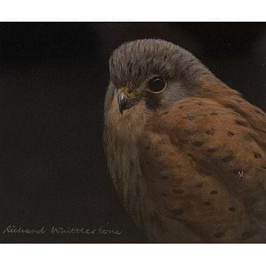 Kestrel Portrait by Richard Whittlestone