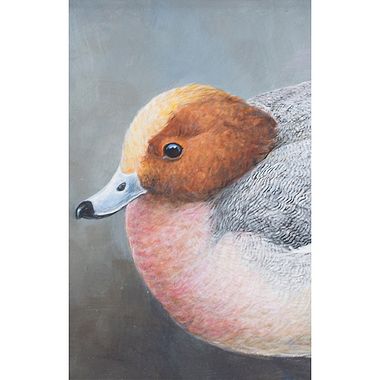 Widgeon Portrait by Richard Whittlestone