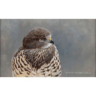 Buzzard Portrait by Richard Whittlestone