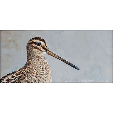 Common Snipe Portrait by Richard Whittlestone