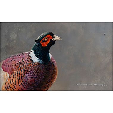Pheasant Portrait by Richard Whittlestone