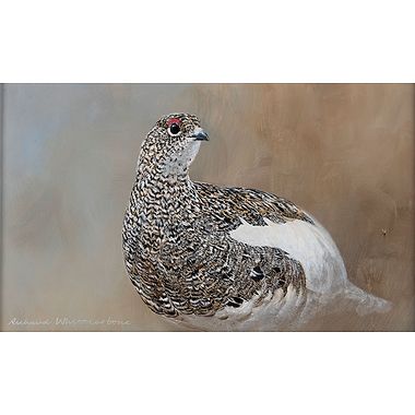 Ptarmigan Portrait by Richard Whittlestone