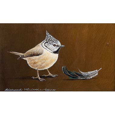 Tit & Capercaillie Feather by Richard Whittlestone