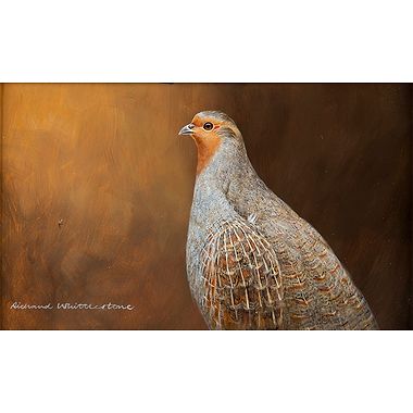 English Partridge Portrait by Richard Whittlestone