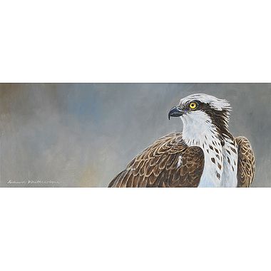 Osprey Portrait by Richard Whittlestone