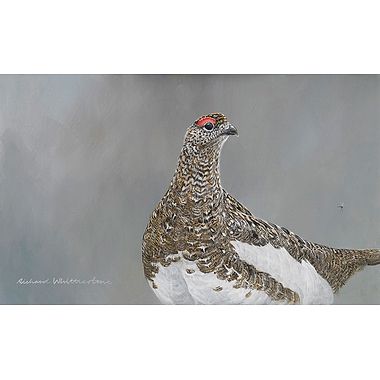 Ptarmigan Portrait by Richard Whittlestone
