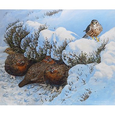 Red Grouse in the Snow by Richard Whittlestone