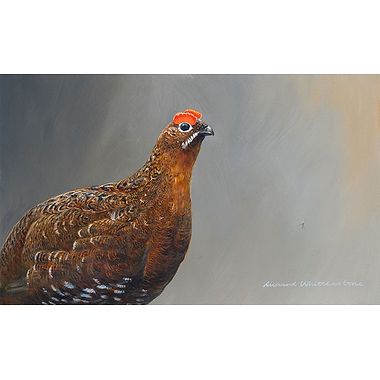 Red Grouse Portrait by Richard Whittlestone