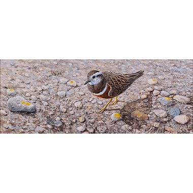 Dotterel by Richard Whittlestone
