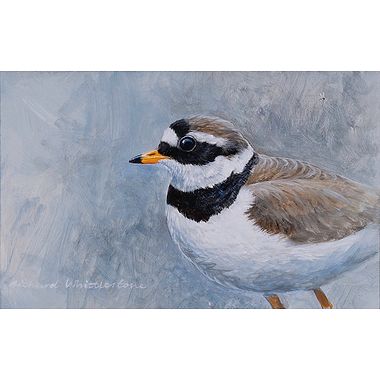 Ringed Plover Study by Richard Whittlestone