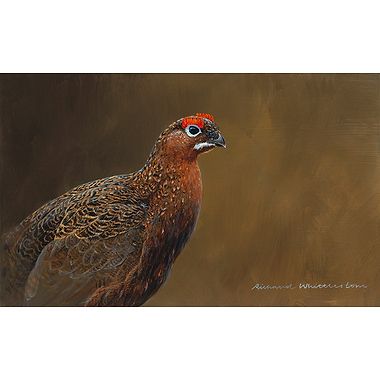 Red Grouse Portrait by Richard Whittlestone