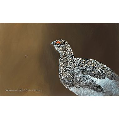 Ptarmigan Portrait by Richard Whittlestone