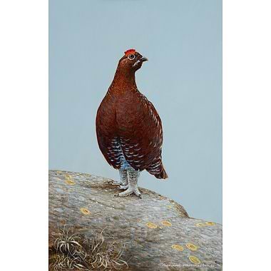 Red Grouse by Richard Whittlestone