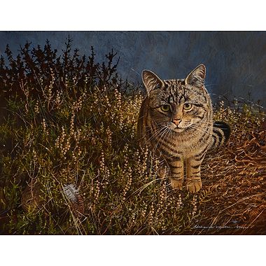 Highland Tiger by Richard Whittlestone