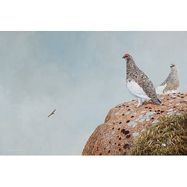 Ptarmigan in the Cairngorms by Richard Whittlestone