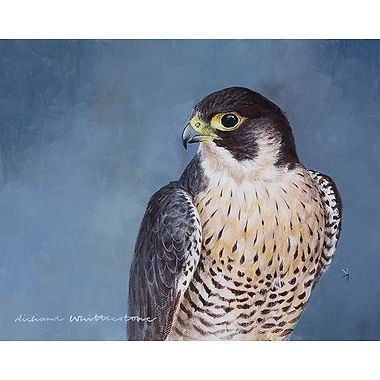Peregrine Falcon by Richard Whittlestone