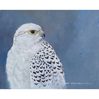 Gyrfalcon by Richard Whittlestone