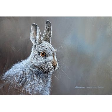 Mountain Hare Portrait by Richard Whittlestone