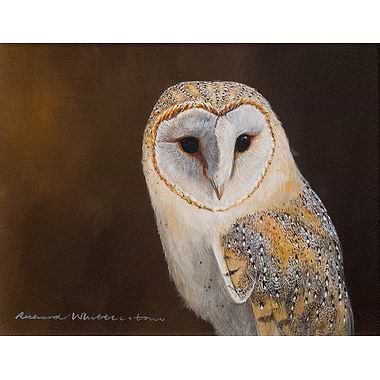 Barn Owl Portrait by Richard Whittlestone