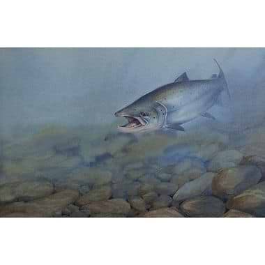 Salmon by Owen Williams