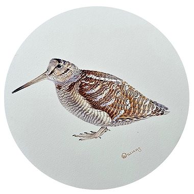 Woodcock Study by Owen Williams