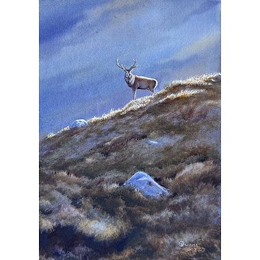 Morning Light by Owen Williams