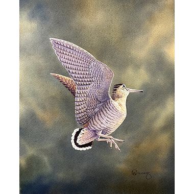 Flushing Woodcock by Owen Williams