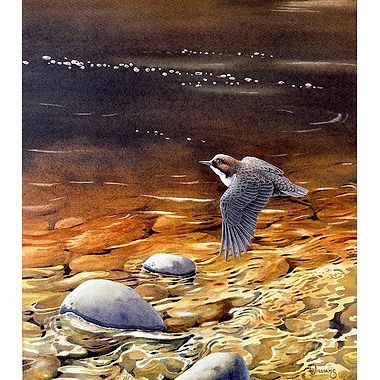 Highland Dipper by Owen Williams Watercolour