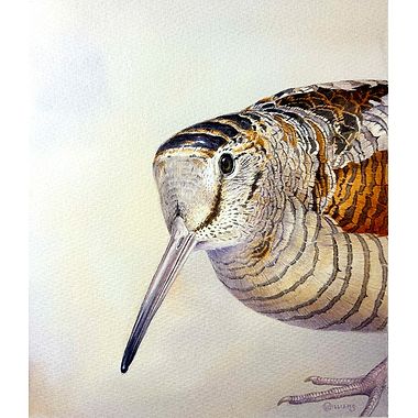 Woodcock in the Beeches  by Owen Williams