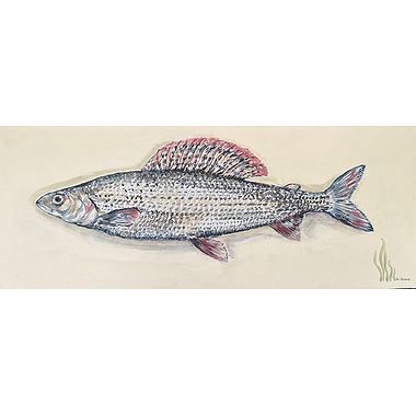 Grayling by Nicola Kevane