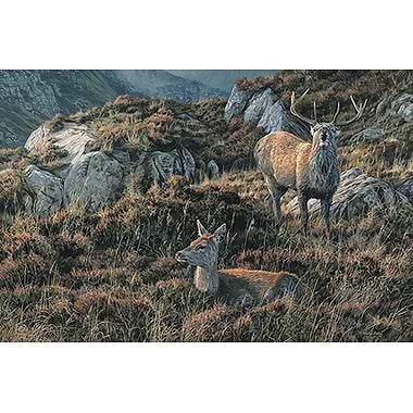 Eight Pointer' Roaring Red Deer Stag & Hind by Martin Ridley