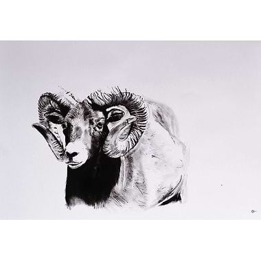Mouflon by Katie Hargreaves