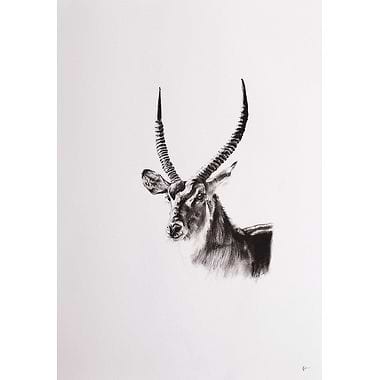 Waterbuck by Katie Hargreaves