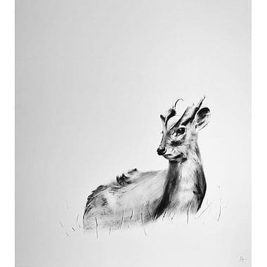 Muntjac by Katie Hargreaves
