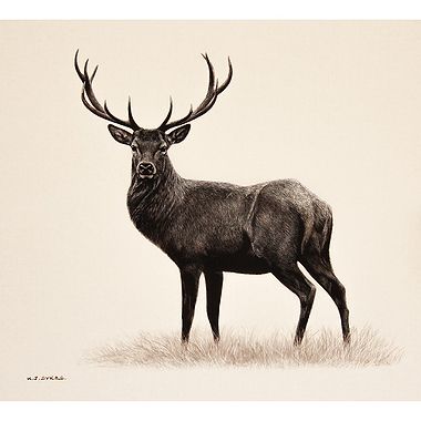 Small Stag by Keith Sykes