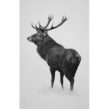 Red Stag by Keith Sykes