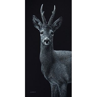 Roebuck by Keith Sykes