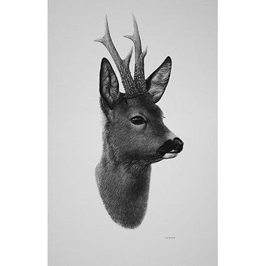 Roebuck by Keith Sykes