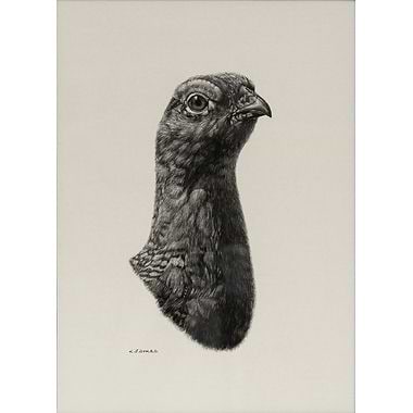 Red Grouse by Keith Sykes