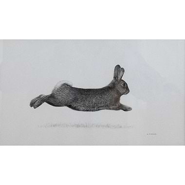 Bolting Rabbit by Keith Sykes
