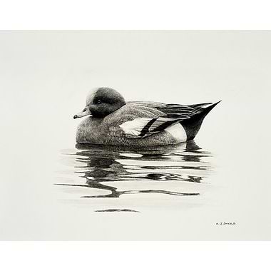 Fluffed Up Wigeon by Keith Sykes